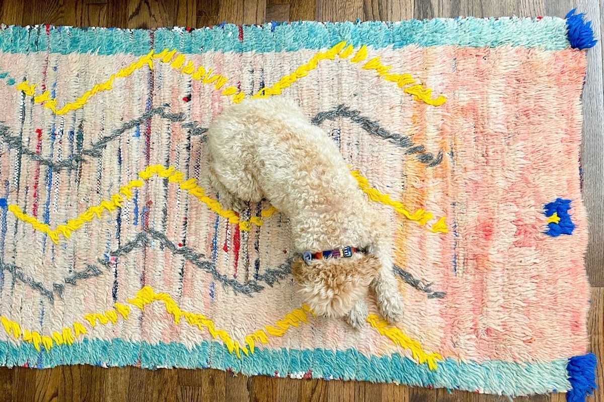 white poodle dog lays on vintage Moroccan boucherouite with teal border and yellow and blue zig zag lines