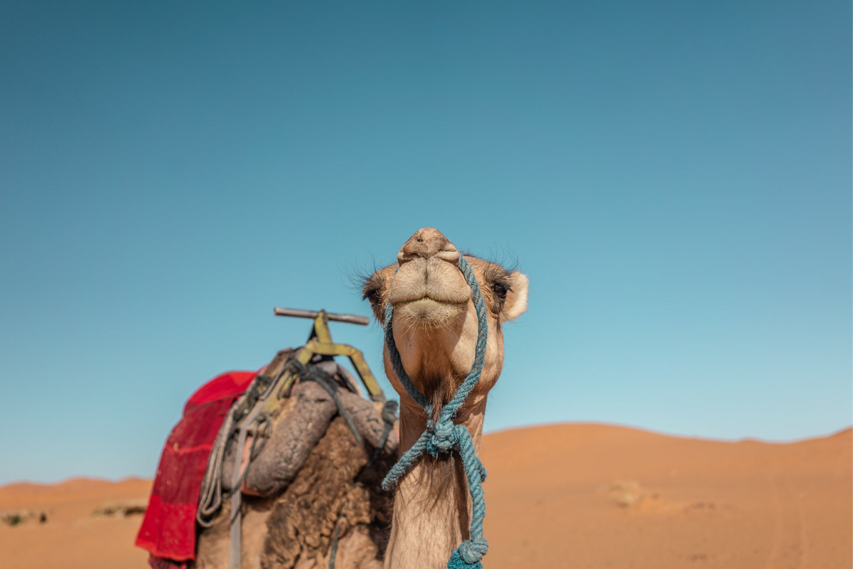 Kantara Tours camel trek in Morocco's Sahara desert outside of Merzouga in Erg Chebbi luxury camp