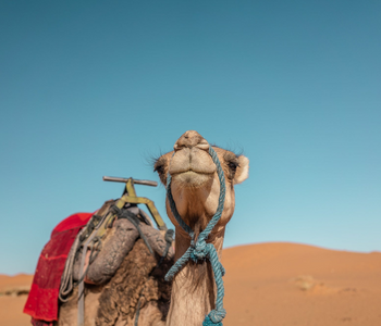 So you want to ride camels in Morocco? Here's how.